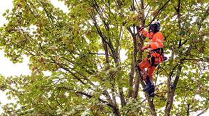 Arboriculture